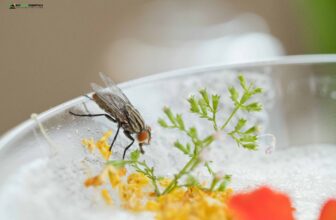 how to get rid of gnats in kitchen